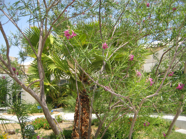 COURTESY MARILYN MING
The desert willow is a popular and hardy tree for a desert landscape.