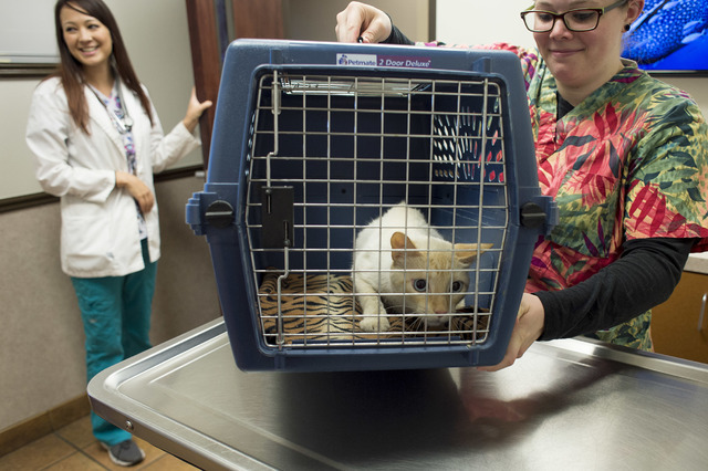 Assistant veterinarian technician Bekkah Cochran carries a cat that was rescued from a flood channel, at Pebble Maryland Animal Hospital on Thursday, July 7, 2016, in Las Vegas. (Bridget Bennett/L ...