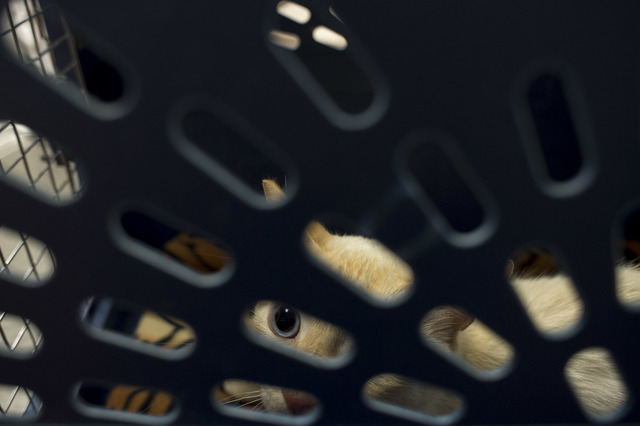 The male cat peeks though the holes of his carrier at Pebble Maryland Animal Hospital, on Thursday, July 7, 2016, in Las Vegas. The cat was rescued from a flood channel and is receiving help in hi ...