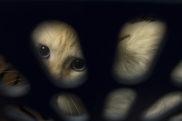The male cat peeks through the holes of his carrier at Pebble Maryland Animal Hospital, on Thursday, July 7, 2016, in Las Vegas. The cat was rescued from a flood channel and is receiving help in h ...