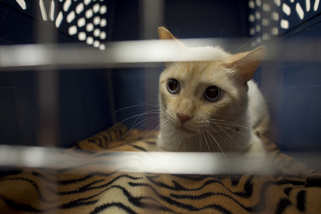 A cat that was rescued from a flood channel is receiving help in his recovery by employees at Pebble Maryland Animal Hospital, pictured Thursday, July 7, 2016, in Las Vegas. (Bridget Bennett/Las V ...