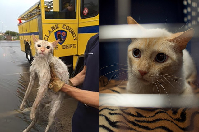 The before and after shots of a feral cat that was rescued by Clark County firefighters after the June 30 flooding near Pebble Road and Maryland Parkway in Las Vegas. (Clark County Fire Department ...