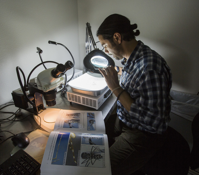Vivek Raman, Environmental Health Supervisor at the Southern Nevada Health District, sorts mosquitoes in the lab on Monday, May 2, 2016.  (Jeff Scheid/Las Vegas Review-Journal) Follow @jlscheid
