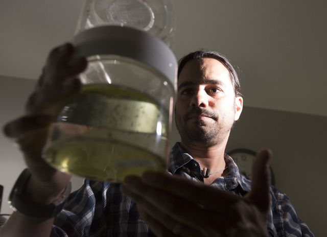 Vivek Raman, Environmental Health Supervisor at the Southern Nevada Health District, hold an emergence jar full of  mosquitoes in the lab on Monday, May 2, 2016. (Jeff Scheid/Las Vegas Review-Jour ...