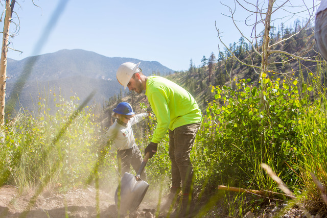 Luke Burns, an intern with Friends of Nevada Wilderness, works with other crew members from Great Basin Institute and volunteers from Friends of Nevada Wilderness on the South Loop Trail of Mount  ...