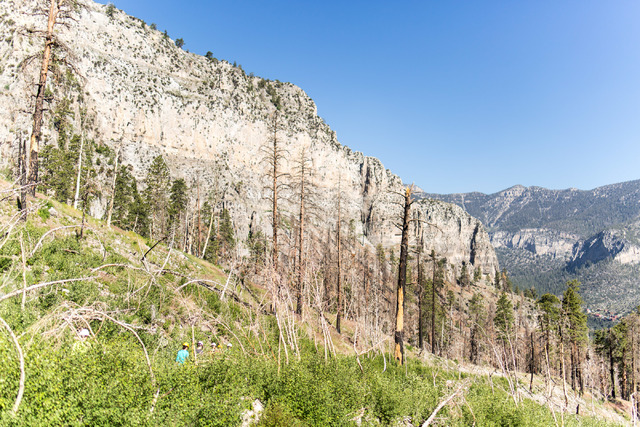 Crews from Great Basin Institute and volunteers from Friends of Nevada Wilderness work on the South Loop Trail of Mount Charleston June 25. Elizabeth Brumley/View