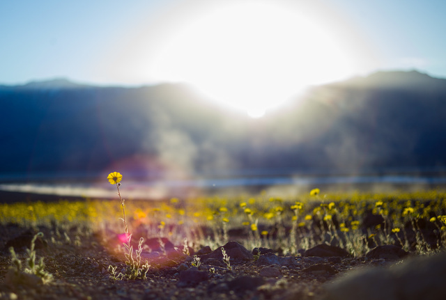 Wildflowers are shown along Badwater Road in Death Valley National Park, Calif., on Saturday, Feb. 27, 2016. The National Park Service said in a statement that the "current bloom in Death Valley e ...