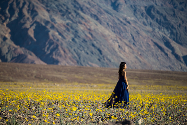 A woman waits for her photo to be taken as she walks among the wildflowers along Badwater Road in Death Valley National Park, Calif., on Saturday, Feb. 27, 2016. The National Park Service said in  ...