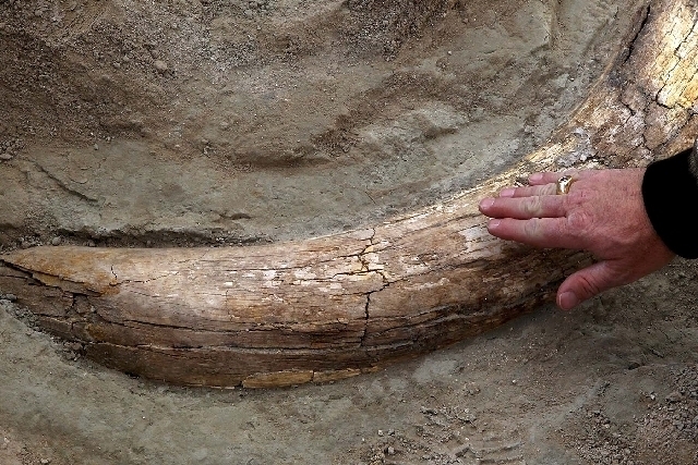 Las Vegas City councilman Steven Ross touches the fossilized tusk of a Columbia Mammoth believed to be 16,000 years old, while taking a tour of the fossil grounds site at Tule Springs in the Upper ...