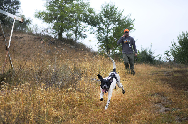 In this photo taken Friday, Sept. 25, 2015, Joe Neumann goes pheasant hunting near St. Joseph, Minn. with his dog Bam, an 8-month-old English pointer. (Briana Sanchez/St. Cloud Times via AP)  NO S ...