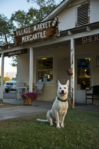 A dog named Baley sits in front of the Village Market and Mercantile in the town of Blue Diamond on Wednesday, Aug. 10, 2016. (Daniel Clark/Las Vegas Review-Journal) Follow @DanJClarkPhoto