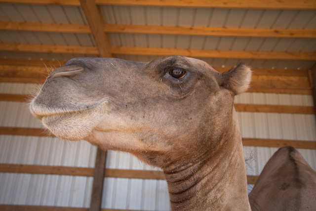 A camel is shown at the Camel Safari in Mesquite, Nev. on Wednesday, June 27, 2016. Loren Townsley/Las Vegas Review-Journal Follow @lorentownsley
