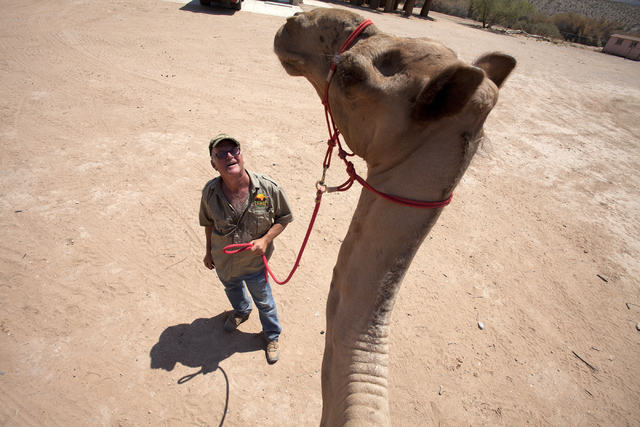 Guy Seeklus, the owner of Camel Safari, interacts with a camel at his place in Mesquite, Nev. on Wednesday, June 27, 2016. Loren Townsley/Las Vegas Review-Journal Follow @lorentownsley