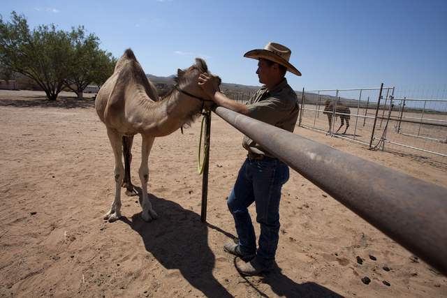 Camel Safari employee Nathan Witter interacts with a camel at the camel farm in Mesquite, Nev. on Wednesday, June 27, 2016. Loren Townsley/Las Vegas Review-Journal Follow @lorentownsley