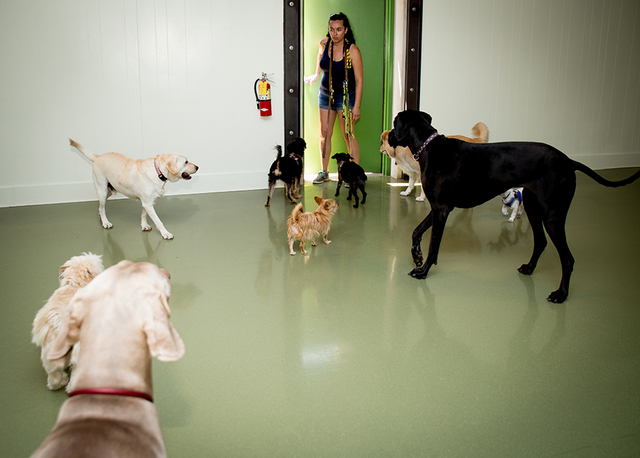 The Hydrant Club has more than 100 active dogs on the roster. (Tonya Harvey/Real Estate Millions)