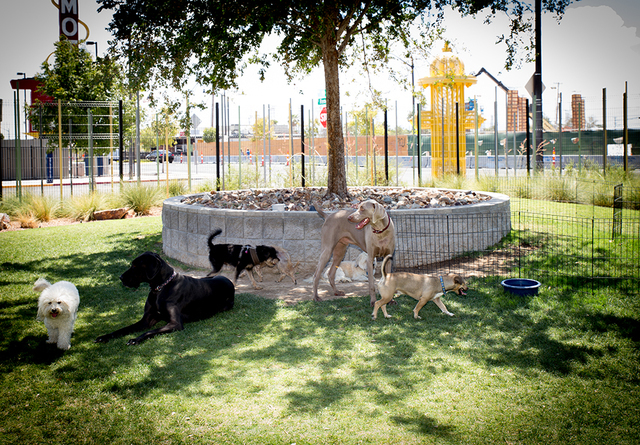 Fiz spends three days a week, eight hours, a day at The Hydrant Club to help him cope with urban living. (Tonya Harvey/Real Estate Millions)