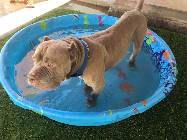 can i take my dog to lake las vegas