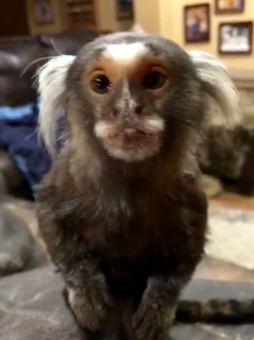 Gizmo the 4-year-old marmoset monkey and certified emotional support animal for Jason Ellis. (Courtesy Jason Ellis)