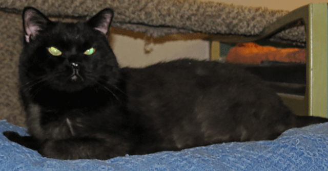Harley, Foreclosed Upon Pets, Inc.