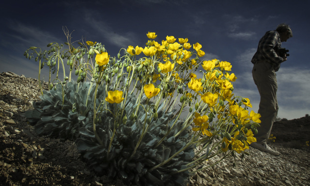 Enviromentalist John Hiatt stands near a Las Vegas Bearpoppy in Gold Butte, located about 80 miles northeast of Las Vegas, Wednesday, April 5, 2012.
(Jeff Scheid/Las Vegas Review-Journal)