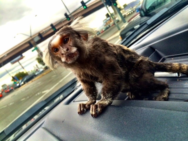 Gizmo the 4-year-old marmoset monkey and certified emotional support animal for Jason Ellis. (Courtesy Jason Ellis)
