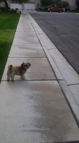 Mr. Chops, a Shih-Tzu that died while in the care of Henderson Animal Control after being left inside one of the department’s vehicles and found on Friday, is shown in an undated family photo. ( ...