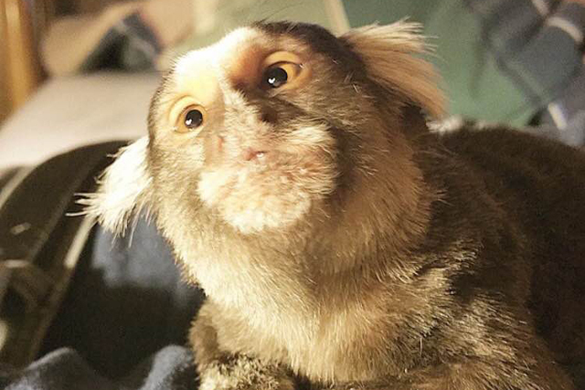Gizmo, a 4-year-old marmoset monkey and a certified emotional support animal that travels with Jason Ellis, 30, of Las Vegas.  (Instagram)