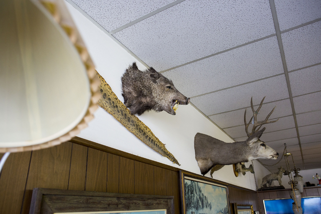 Taxidermies, gifts from clients, hang on the wall at New Image Barber & Styling, Wednesday, Aug. 17, 2016, in Las Vegas. (Elizabeth Page Brumley/Las Vegas Review-Journal) Follow @ELIPAGEPHOTO