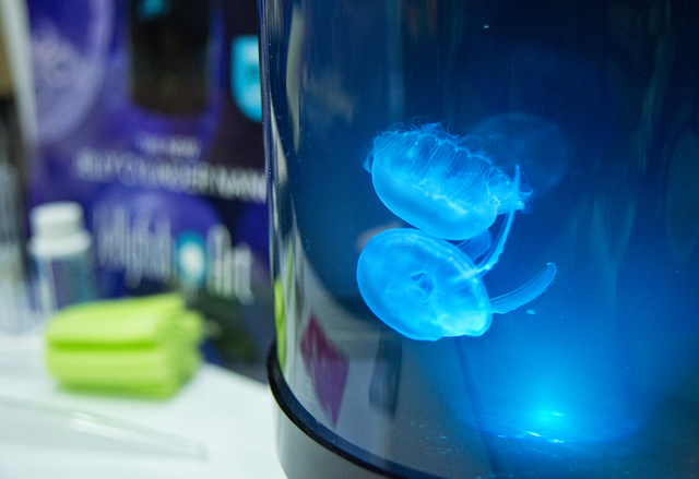 A jefflyfish aquarium sits on display during the SuperZoo Trade Show at the Mandalay Bay Convention Center on the Las Vegas Strip on Tuesday, Aug. 2, 2016. (Daniel Clark/Las Vegas Review-Journal) ...