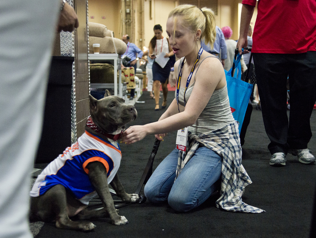 Kameron Stratton fits her dog with a new jersey during the SuperZoo Trade Show at the Mandalay Bay Convention Center on the Las Vegas Strip on Tuesday, Aug. 2, 2016. (Daniel Clark/Las Vegas Review ...