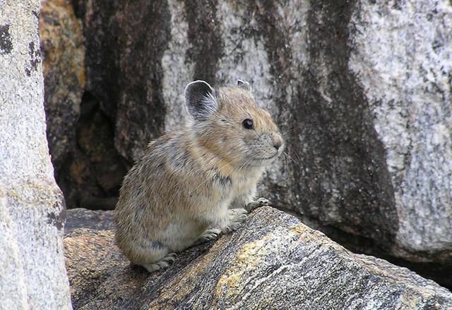 A new study shows populations of the American pika, a rabbit-like animal, are vanishing in many mountainous areas of the West as climate change alters habitat. (Shana S. Weber/USGS, Princeton Univ ...