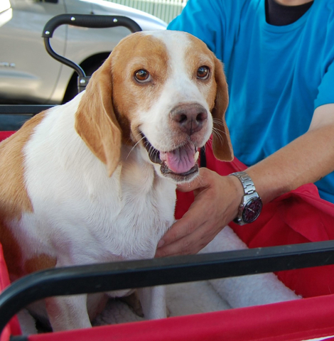 Rebel, Nevada SPCA
