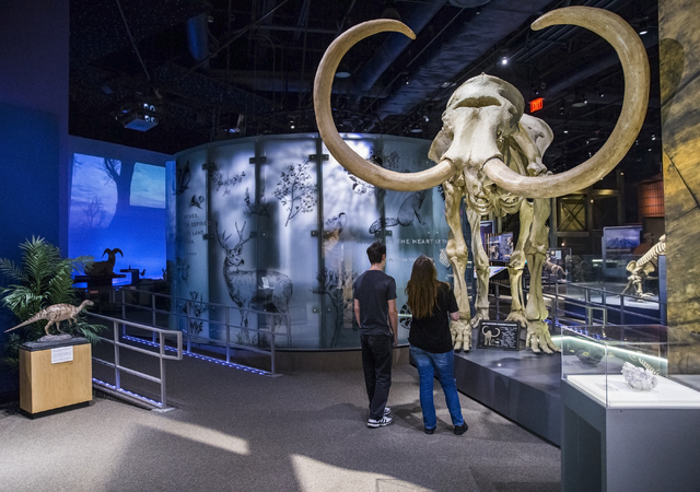 Steve Gurevich, left, and Rose Coggins peer upward at the skeleton of a Columbian mammoth at the Nevada State Museum, Las Vegas. (Benjamin Hager/Las Vegas Review-Journal)