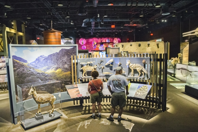 Image result for nevada state museum las vegas desert animals