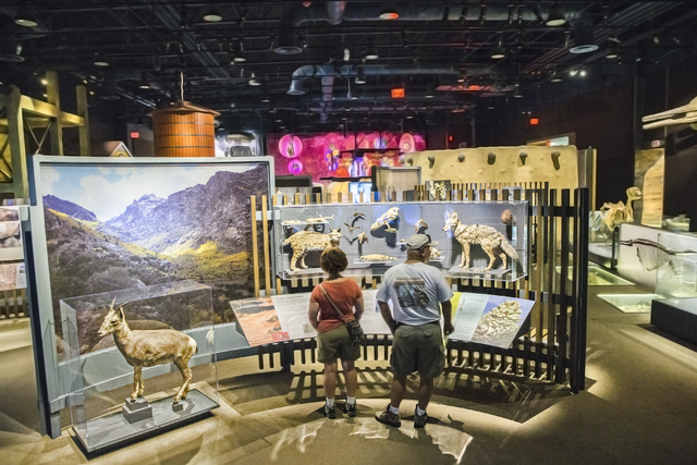 Rose Coggins, left, and Steve Grevich peruse a nature exhibit at the Nevada State Museum, Las Vegas. (Benjamin Hager/Las Vegas Review-Journal)