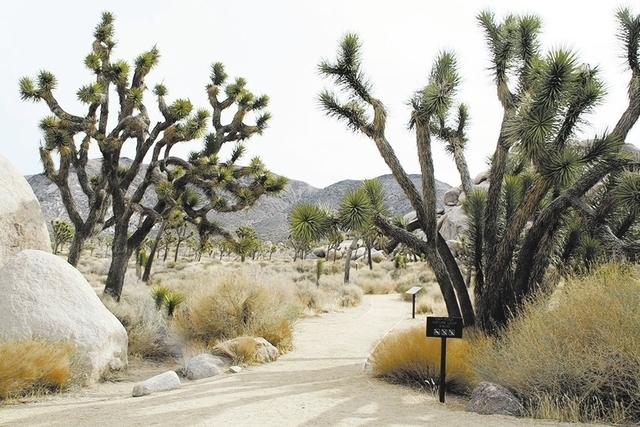 Joshua Tree Park (Deborah Wall/Special to Las Vegas Review-Journal)