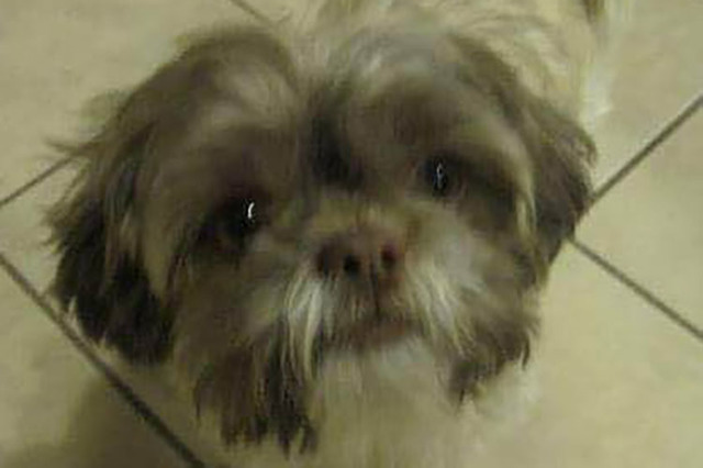 Mr. Chops, a Shih-Tzu that died while in the care of Henderson Animal Control after being left inside one of the department’s vehicles and found on Friday, is shown in an undated family photo. ( ...