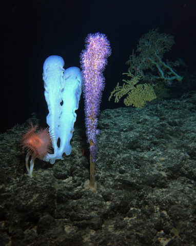 Deep sea coral and sponges sit on the summit of the Cook seamount, seen from the Pisces V submersible during a dive to the previously unexplored underwater volcano off the coast of Hawaii's Big Is ...