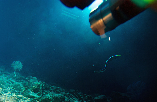An eel swims between two submersibles on the summit of the Cook seamount, seen from the Pisces V submersible during a dive to the previously unexplored underwater volcano off the coast of Hawaii's ...