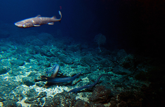 A deep sea shark and several eels are attracted to bait placed at the summit of the Cook seamount, seen from the Pisces V submersible during a dive to the previously unexplored seamount off the co ...