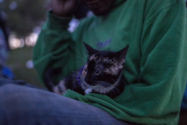 The cat Mia is held by his owner Izzy Farrell in Commons Park Friday, Sept. 2, 2016, Denver Colorado. Elizabeth Page Brumley/Las Vegas Review-Journal Follow @ELIPAGEPHOTO