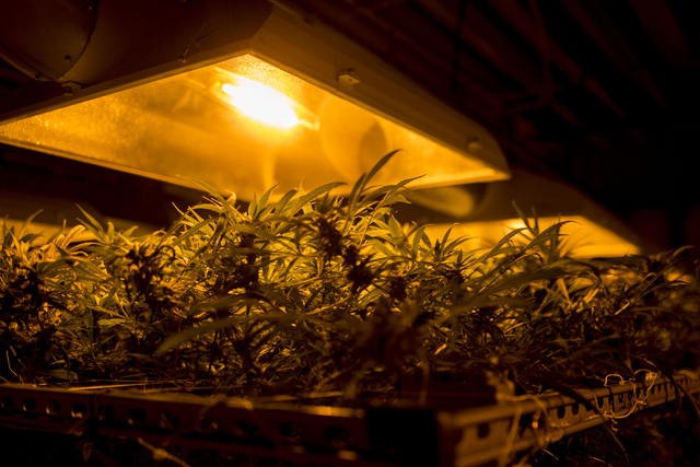 Marijuana plants grow in Medicine Man, a family owned dispensary in Denver Colorado, Friday, Sept. 2, 2016. Elizabeth Page Brumley/Las Vegas Review-Journal Follow @ELIPAGEPHOTO
