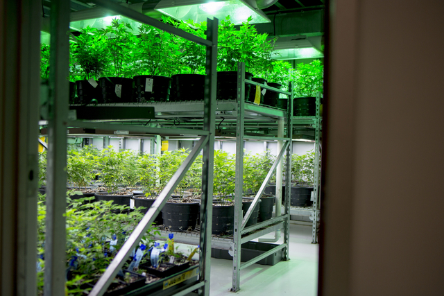 Marijuana plants grow in Medicine Man, a family owned dispensary in Denver Colorado, Friday, Sept. 2, 2016. Elizabeth Page Brumley/Las Vegas Review-Journal Follow @ELIPAGEPHOTO