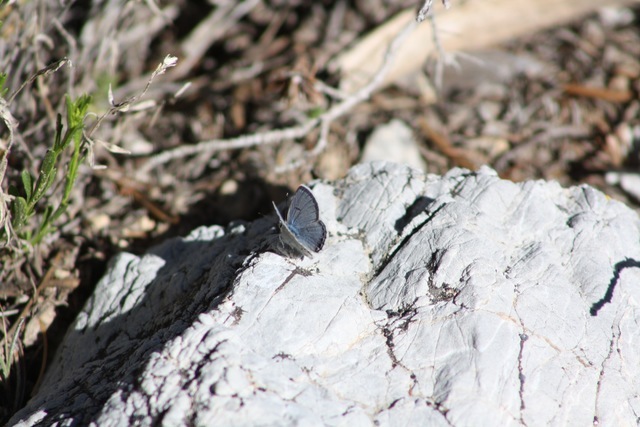 A male Mount Charleston blue butterfly perches on a rock in this undated photo taken in the Spring Mountains. (Courtesy of Daniel Thompson, UNLV)