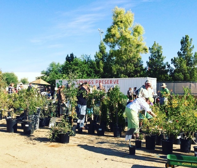 Native and drought-tolerant plants are set to be featured in the Fall Plant Sale scheduled from 8 a.m. to 1 p.m. Sept. 17 at the Springs Preserve, 333 S. Valley View Blvd. Special to View