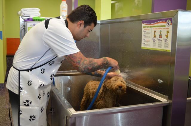 Luis Payan gives his dog Charlie a bath at Wag N’ Wash Natural Food & Bakery, 7060 S. Durango Drive. Ginger Meurer/Special to View