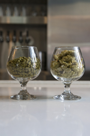 Two different kinds of beers hop are shown at Banger Brewing in Las Vegas on Tuesday, Sept. 13, 2016. Loren Townsley/Las Vegas Review-Journal Follow @lorentownsley