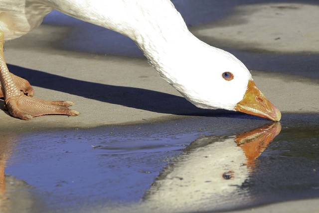 A goose is reflected in a puddle as it drinks water at Sunset Park in Las Vegas. (Bizuayehu Tesfaye/Las Vegas Review-Journal Follow @bizutesfaye)