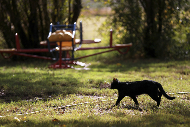 A cat roams around Bundy Ranch in Bunkerville on Friday, Oct. 28, 2016. Members of an armed group that staged a takeover of the Malheur National Wildlife Refuge near Burns, Ore., including Ammon a ...