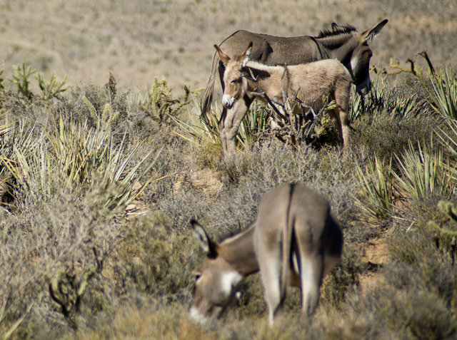 Wild burros graze along the side of Bonnie Springs Road near Red Rock Canyon National Recreation Area in Las Vegas on Monday, Aug. 8, 2016. The Bureau of Land Management is currently rounding up s ...